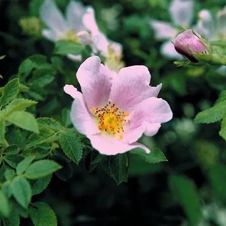 Heckenrose