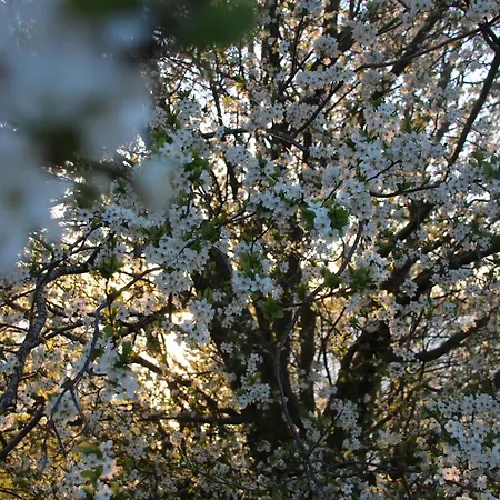 Heckenrose Göhren-Lebbin