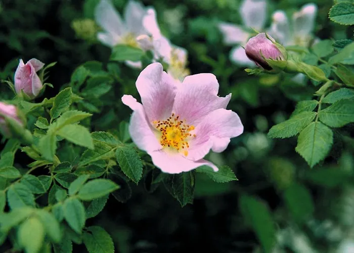 Heckenrose