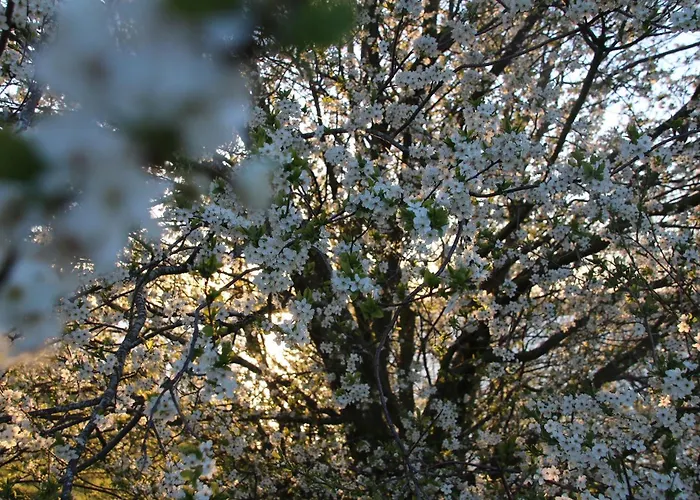 Heckenrose Göhren-Lebbin